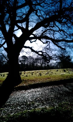 Morning sunlight over the burial ground